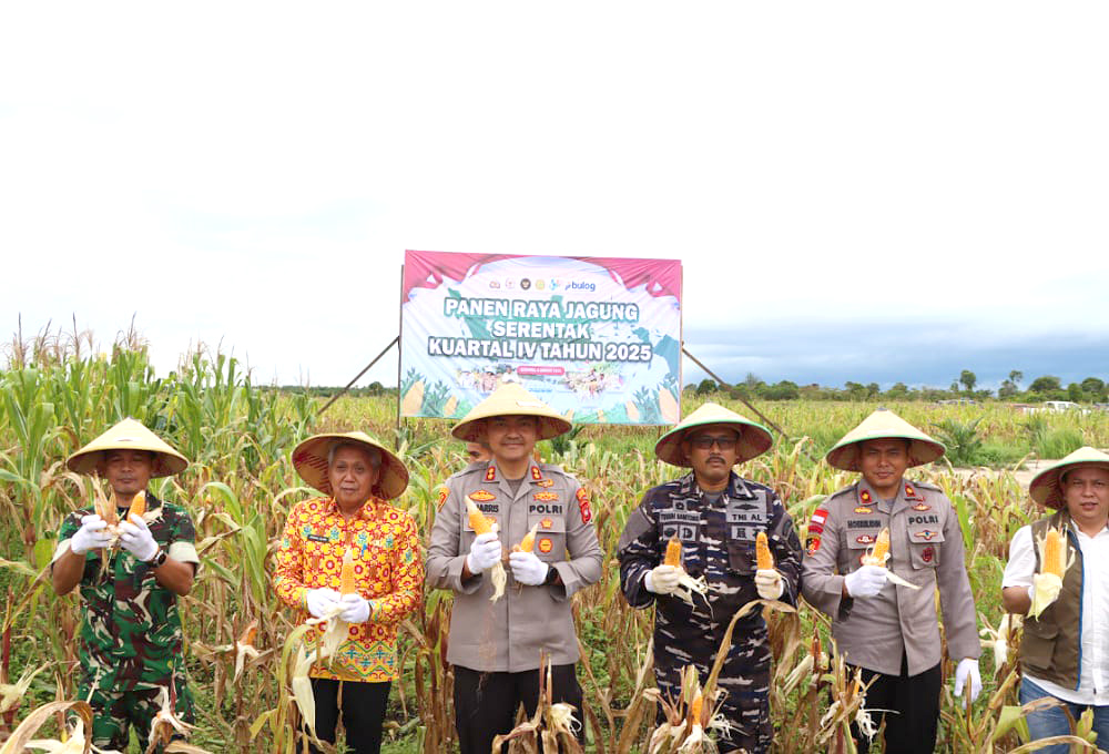 Kapolres Ketapang Turun ke Lahan, Panen Jagung Bersama Petani Muara Pawan