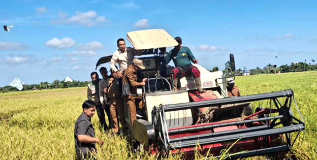 Wabup Ketapang Panen Raya Padi di Sungai Awan Kanan, Tegaskan Komitmen Dukung Swasembada Pangan